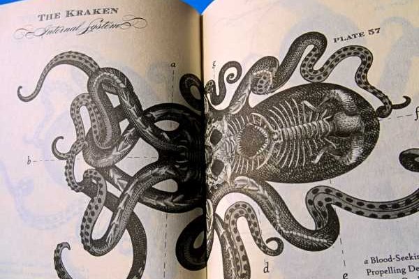 Kraken site